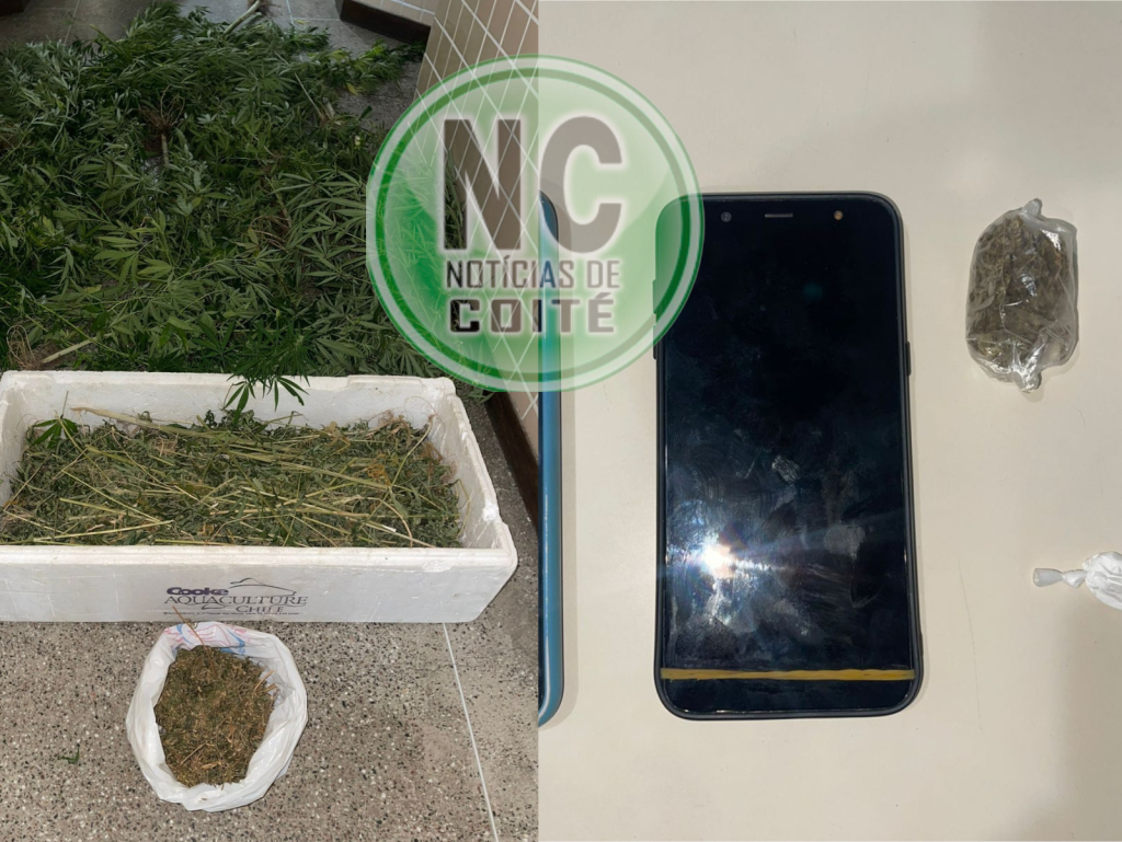 PM apreende 13 pés de maconha e drogas em Barreiros, Coité